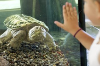 La tortue hargneuse possède une mâchoire puissante et un long cou (archives).